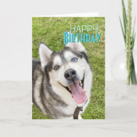 Husky Happy Birthday Card Hund