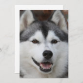 Husky Hund Einladung (Vorne/Hinten)