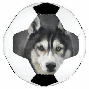 Husky Hund Großer Hund Tier Haustier Fußball