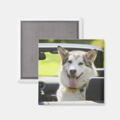 Husky-Hund Magnet (Vorderseite/Rückseite)