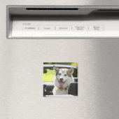 Husky-Hund Magnet (In Situ (Geschirrspüler))