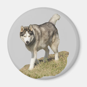 Husky-Hund Magnet