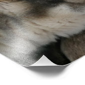 Husky-Hund mit blauen Augen Foto (Ecke)