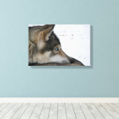 Husky-Hund mit blauen Augen Leinwanddruck (Insitu (Holzboden))