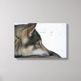 Husky-Hund mit blauen Augen Leinwanddruck