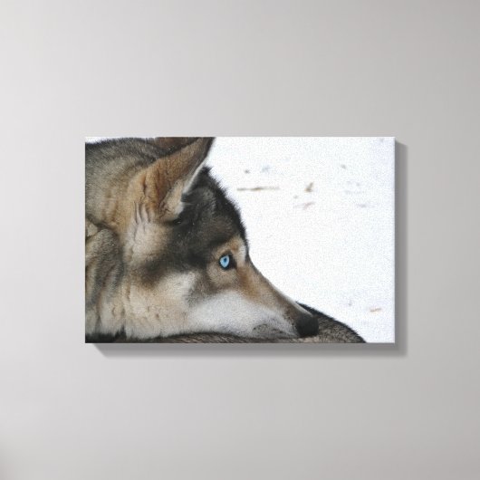 Husky-Hund mit blauen Augen Leinwanddruck (Vorderseite)