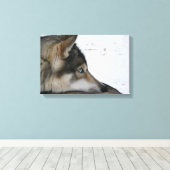 Husky-Hund mit blauen Augen Leinwanddruck (Insitu (Holzboden))
