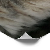Husky-Hund mit blauen Augen-Poster Poster (Ecke)