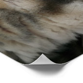 Husky-Hund mit blauen Augen-Poster Poster (Ecke)