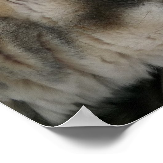 Husky-Hund mit blauen Augen-Poster Poster (Ecke)