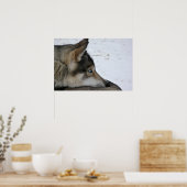 Husky-Hund mit blauen Augen-Poster Poster (Küche)