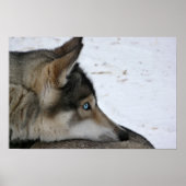 Husky-Hund mit blauen Augen-Poster Poster (Vorne)
