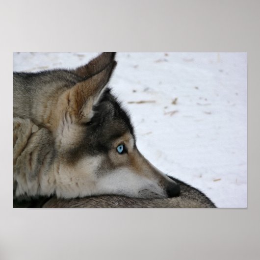 Husky-Hund mit blauen Augen-Poster Poster (Vorne)
