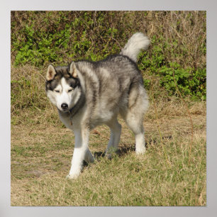 Husky-Hund Poster