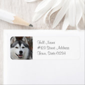 Husky Hund Rückgabeadresse (Insitu)