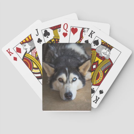 Husky Hund Spielkarten (Rückseite)