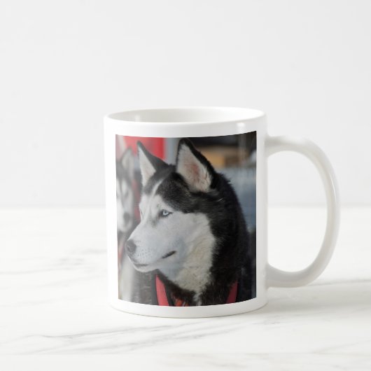 Husky Hund vor dem Rennen, Kanada Kaffeetasse (Rechts)