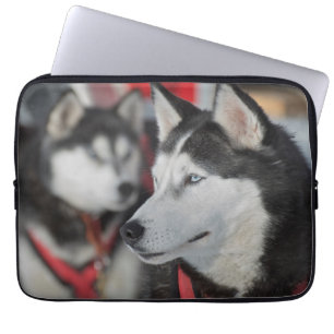 Husky Hund vor dem Rennen, Kanada Laptopschutzhülle