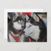 Husky Hund vor dem Rennen, Kanada Postkarte (Vorne/Hinten)