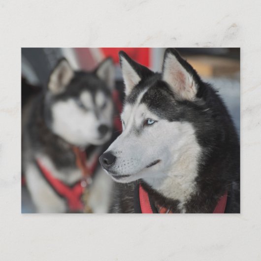 Husky Hund vor dem Rennen, Kanada Postkarte (Vorderseite)
