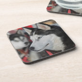 Husky Hund vor dem Rennen, Kanada Untersetzer (Linke Seite)