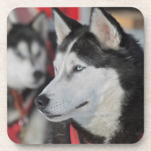 Husky Hund vor dem Rennen, Kanada Untersetzer