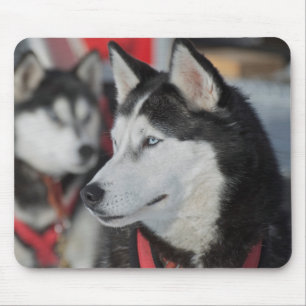 Husky-Hund vor einem Rennen, Kanada Mousepad