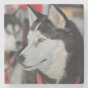 Husky-Hund vor einem Rennen, Kanada Steinuntersetzer