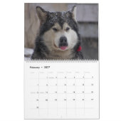 Husky-Hunde feiern - Wandkalender 2027 (Feb 2027)