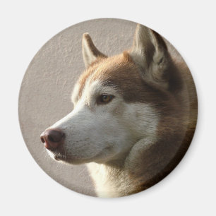 Husky-Hunde Magnet