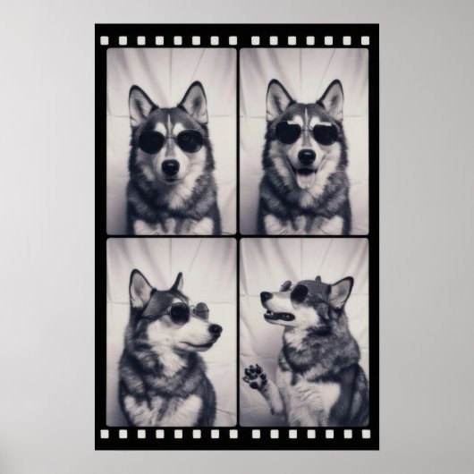 Husky-Hundeporträt Poster (Vorne)