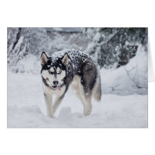 Husky im Schnee