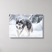 Husky im Schnee Leinwanddruck (Vorderseite)