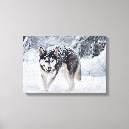 Husky im Schnee Leinwanddruck (Vorderseite)