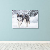 Husky im Schnee Leinwanddruck (Insitu (Holzboden))