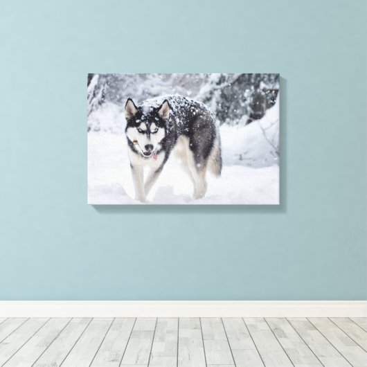 Husky im Schnee Leinwanddruck (Insitu (Holzboden))
