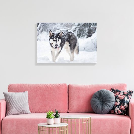 Husky im Schnee Leinwanddruck (Insitu (Wohnzimmer))