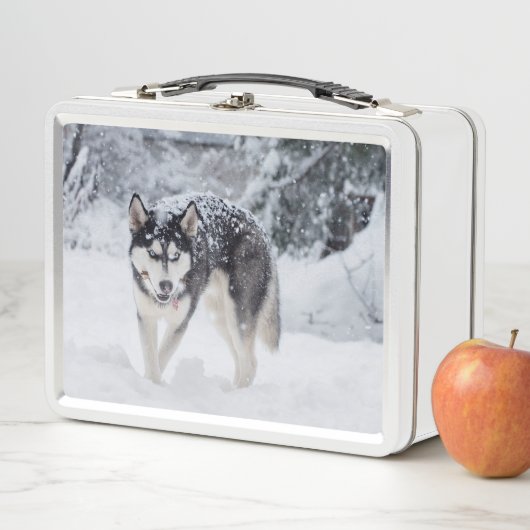 Husky im Schnee Metall Brotdose (Beispiel)