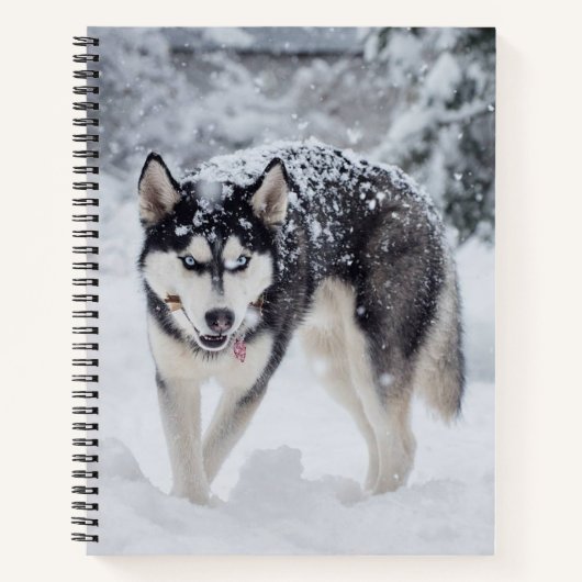 Husky im Schnee Notizbuch (Vorderseite)
