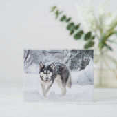Husky im Schnee Postkarte (Stehend Vorderseite)