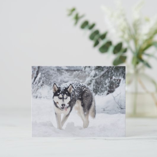 Husky im Schnee Postkarte (Stehend Vorderseite)
