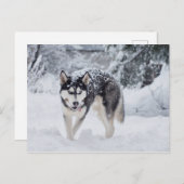 Husky im Schnee Postkarte (Vorne/Hinten)