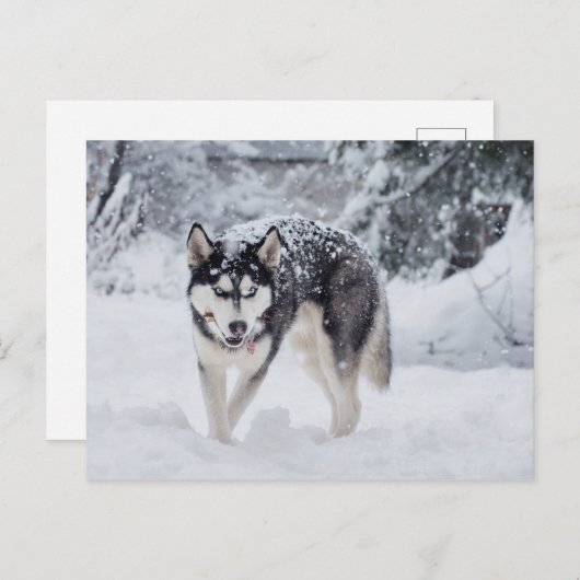 Husky im Schnee Postkarte (Vorne/Hinten)