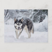 Husky im Schnee Postkarte (Vorderseite)