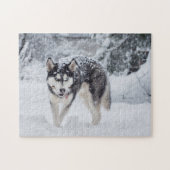 Husky im Schnee Puzzle (Horizontal)