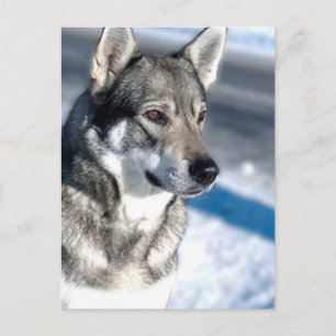 Husky in der Schneekarte Postkarte