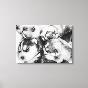 Husky-Jungtiere Leinwanddruck