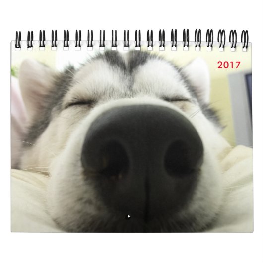 Husky-Kalender Kalender (Titelbild)