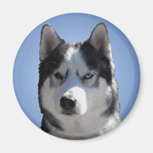 Husky Kühlschrankmagnet Alaskan Sled Dog Magnet / 