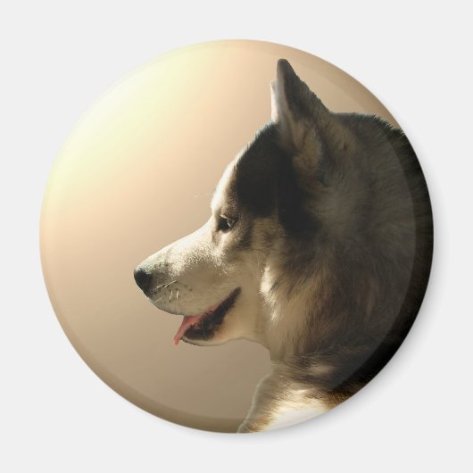 Husky Kühlschrankmagnet Alaskan Sled Dog Magnet / (Vorne)